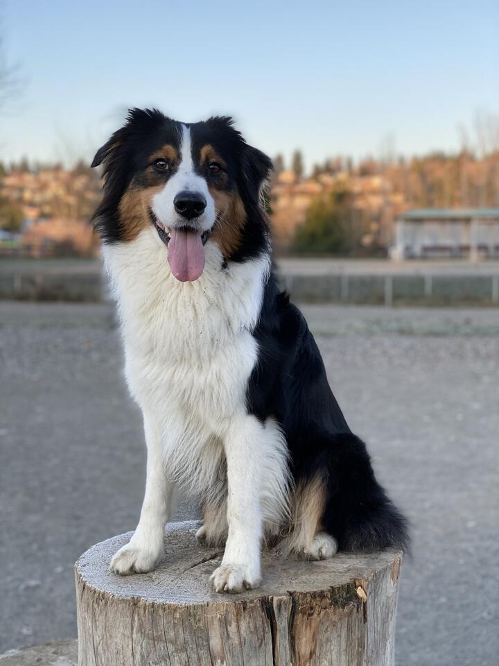 My little dog Ki