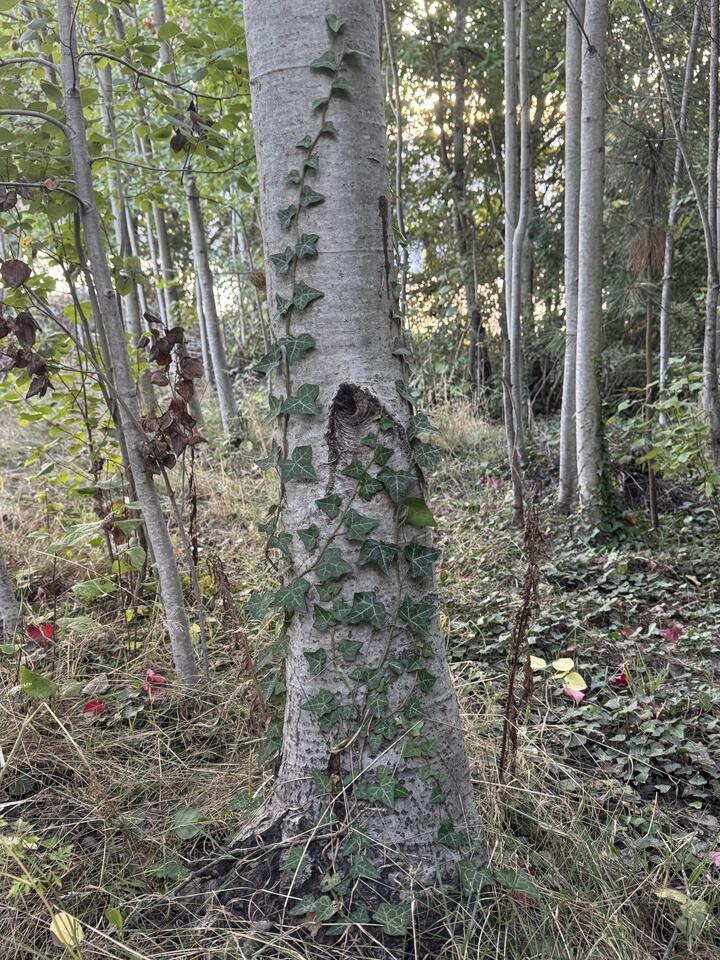 A tree trunk with green ivy vines climbing up its light gray bark surrounded by a stand of the same trees.