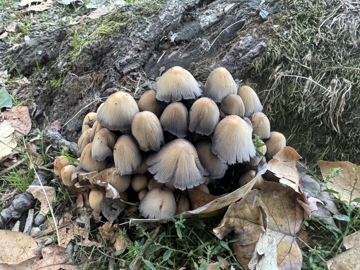 A cluster of over twenty mushrooms growing next to a mossy tree root, surrounded by fallen autumn leaves and patches of green grass. The tan mushroom caps are in various stages of opening, with some split to reveal darker gills underneath.