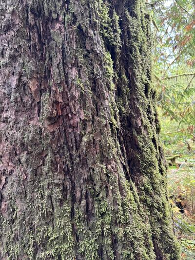 Close-up of an old-growth trunk, furrowed bark draped in vertical moss, soft canopy behind.