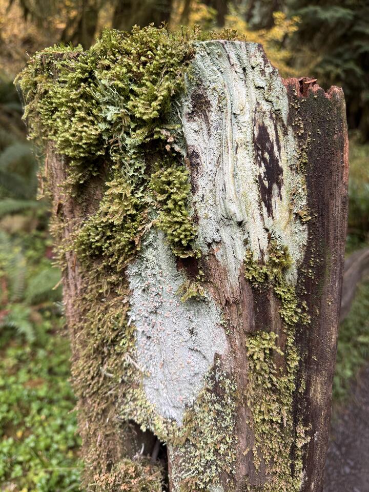 Weathered fence post along the trail capped in shaggy moss and pale green lichen.