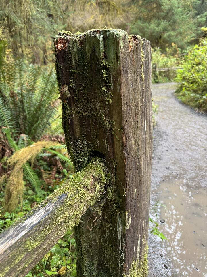 Mossy wooden fence post with a rail passing through, wet trail and ferns behind.