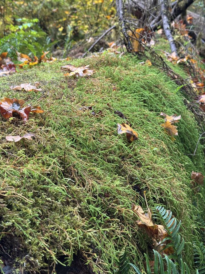 Feathery bright\226\128\145green moss carpeting a fallen log, dotted with autumn maple leaves and a fern frond.