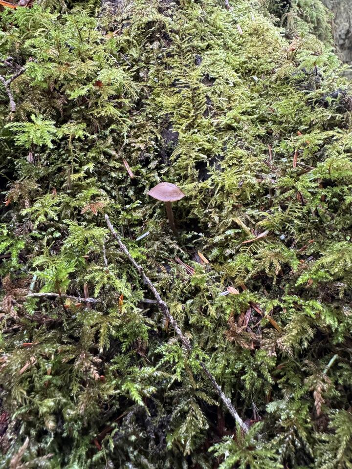 Small brown\226\128\145capped mushroom emerging from dense moss on a log, surrounded by needles and twigs.