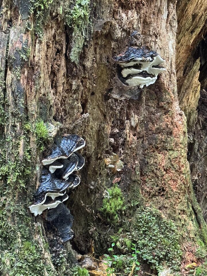 Tiered black\226\128\145and\226\128\145white polypore fungi on a decaying tree trunk, with rough bark and moss.
