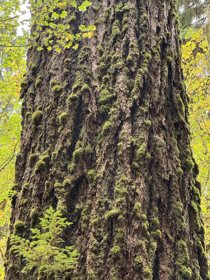 Towering old\226\128\145growth trunk with deep bark furrows dotted with plush moss, backlit by yellow maple leaves.
