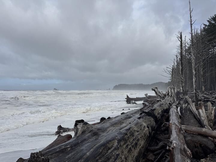 Panoramic view up the coast of Rialto Beach. Foamy waves pound the shore littered with giant driftwood, framed on the right by mostly dead trees, the misty coast in the center, underneath a slate sky.