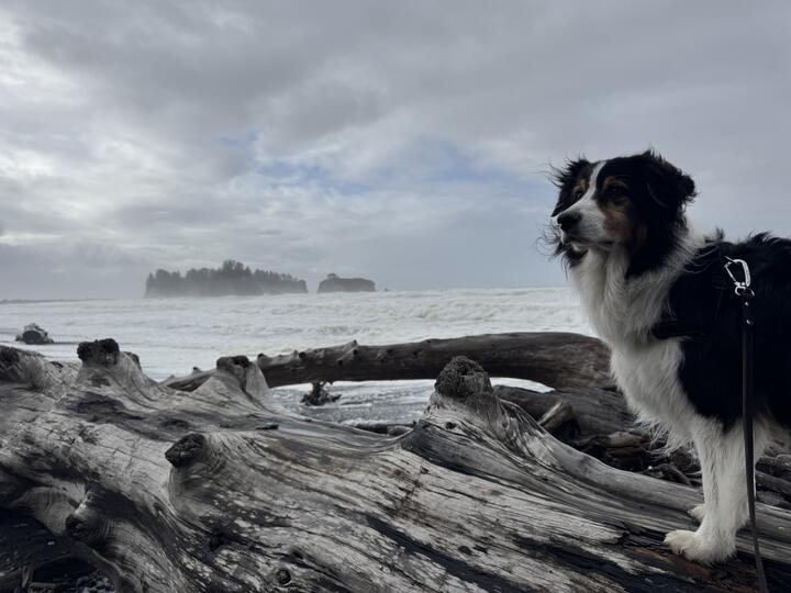 Photo of Ki, my tricolor australian shepherd dog, standing on driftwood at Rialto Beach, fur ruffled by the wind, heavy surf with misty islands behind and mostly overcast sky.