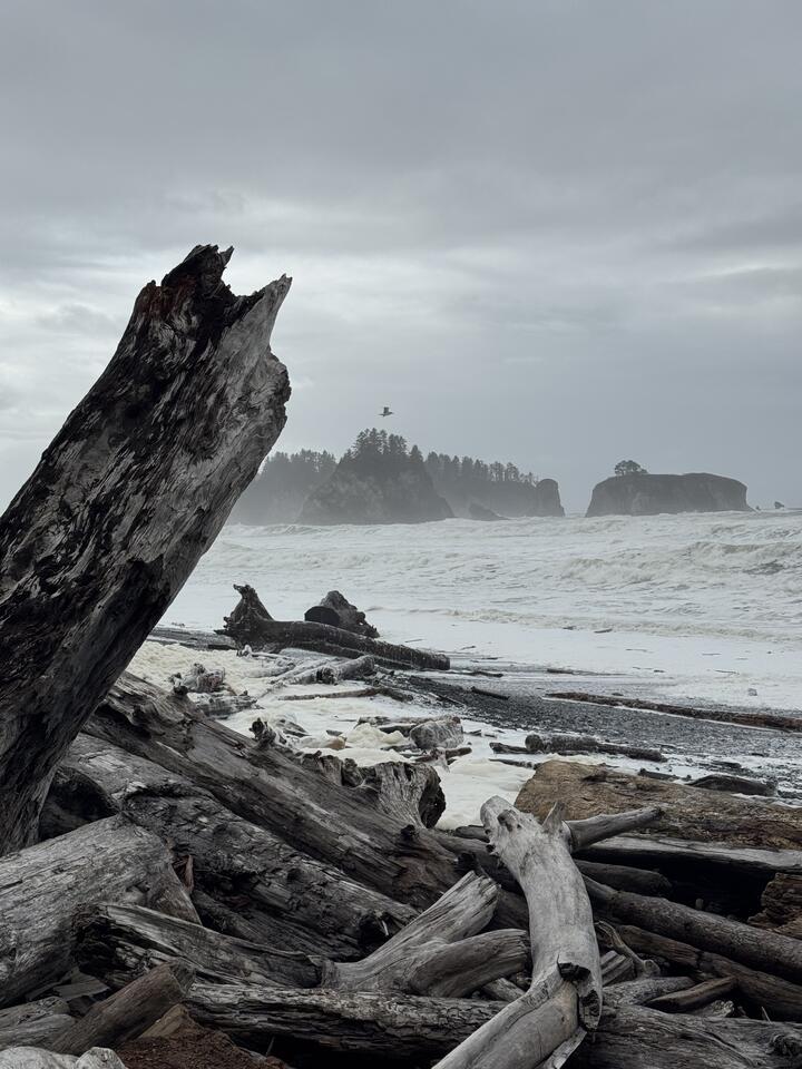 Photo of Rialto Beach, foam-covered shore strewn with driftwood, framed by a jagged piece on the left, a gull mid-flight above misty tree-topped islands, under pale gray clouds.
