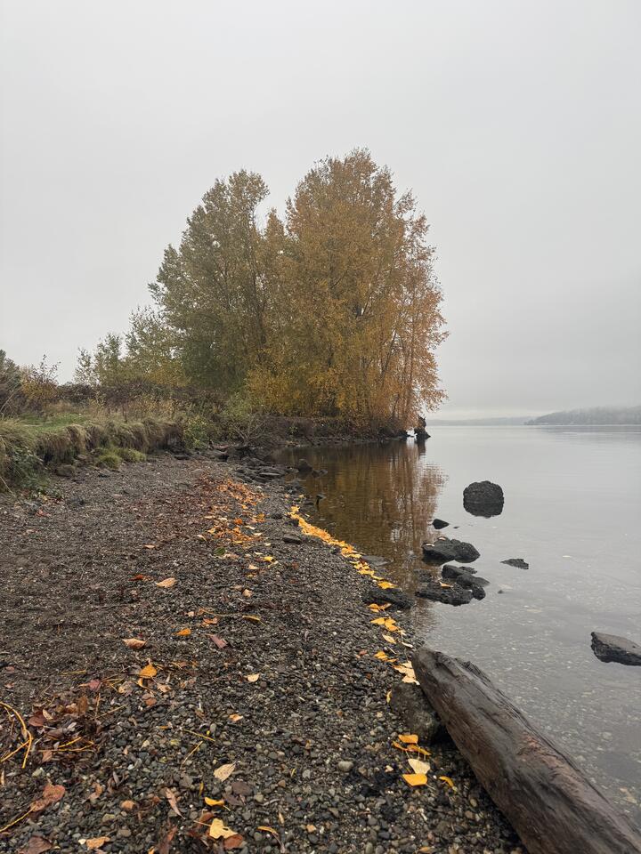 A pebbly lakeshore on a gray autumn day, with a curve of yellow leaves lining the water's edge pointing at tall trees in orange, yellow, and green foliage, reflected in the calm lake surface.