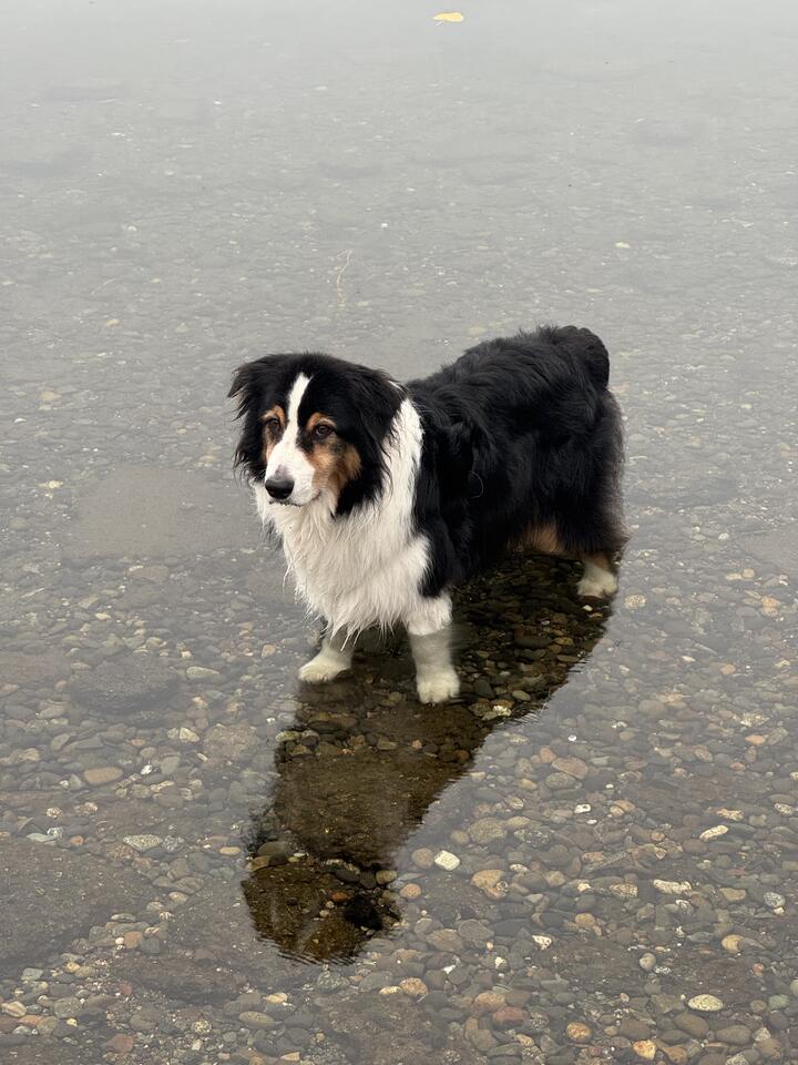 My black, white, and tan Australian Shepherd dog named Ki, standing in clear, shallow water over smooth pebbles, his reflection visible beneath him, attending to something off behind the camera.