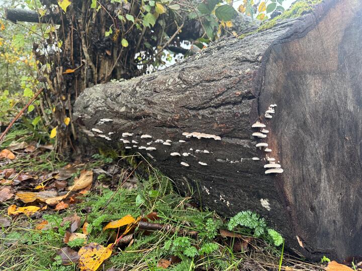A fallen tree trunk on damp forest ground, sawn end facing the camera, dotted with small white bracket fungi in a line horizontal along it, nestled among wet leaves, moss, and bright green ferns.