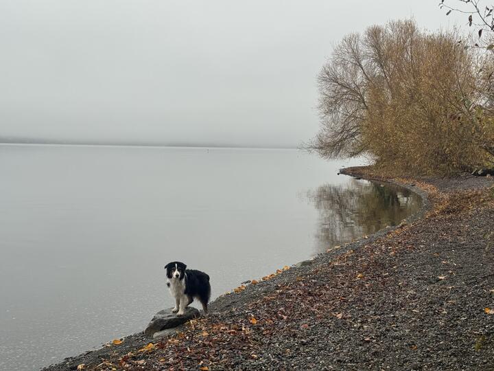 Wide view of a misty lake with still water and a gray sky, my black, white, and tan Australian Shepherd dog standing on a rock at the shoreline, the gravel beach curving off towards nearly bare autumn trees.