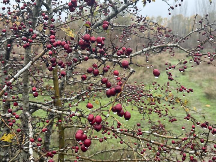 Close-up of thin branches covered in clusters of small red berries, each berry holding a raindrop, with a blurred, soft green field in the background.