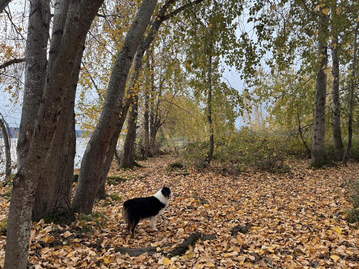 My Australian Shepherd named Ki looking off to the right, standing on a bed of yellow fallen leaves in a stand of trees with autumn foliage.
