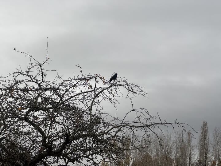 A crow perched on the bare, tangled branches of a tree against an overcast grey sky, looking off to the right.