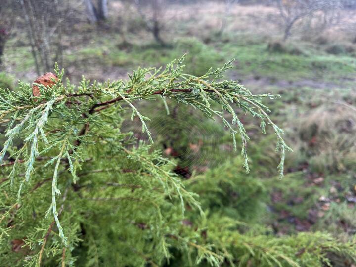Dewy evergreen branch in sharp focus with a delicate spiderweb stretched between the shoots, set against a blurred, damp, grassy field.