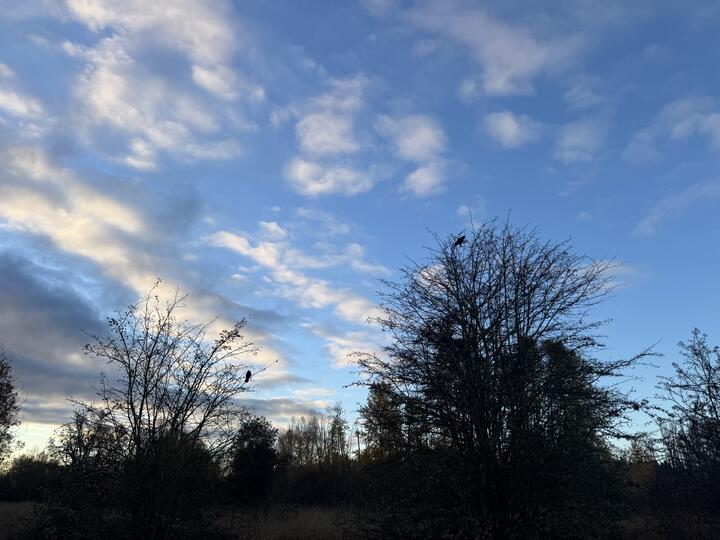 Two crows perched high in leafless trees under a wide blue sky streaked with soft clouds.