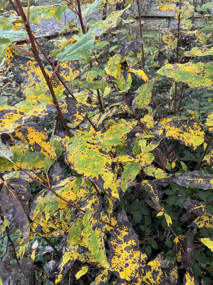 Ragged yellow and green leaves mottled with dark spots, layered densely over blackberry undergrowth.