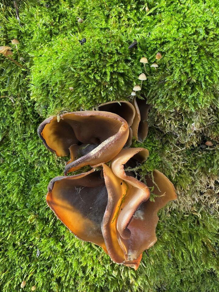 Close-up of ear-shaped amber-brown jelly fungus cups on a bright green mossy trunk, with tiny pale mushrooms sprouting from the moss above it.
