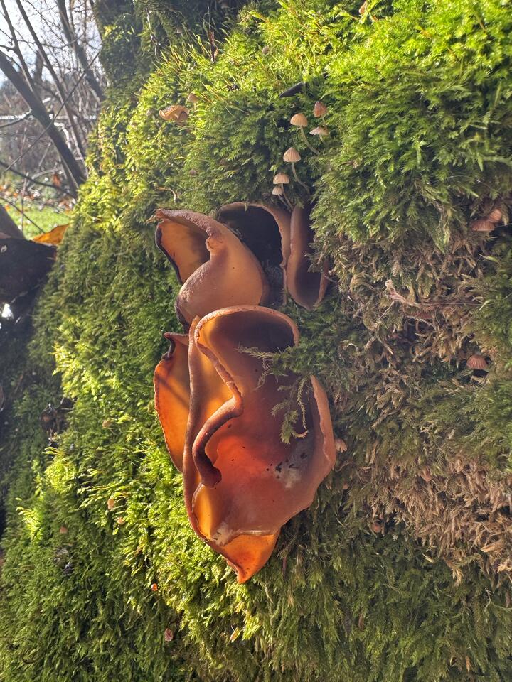 Sunlit cluster of curled amber-brown jelly fungus on a moss-covered tree, tiny pale mushrooms above, with a blurred woodland backdrop.