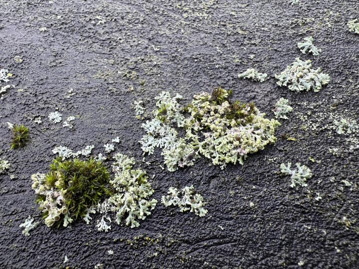 Pale green, frilly lichens and small tufts of moss growing on a dark, rough wooden surface.