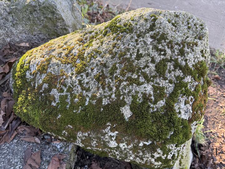 A sunlit gray boulder speckled with lichen and covered in patches of green moss, surrounded by dry leaves and dirt beside a sidewalk.