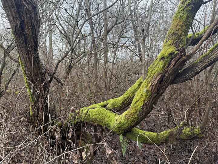 Photo of a twisted tree trunk coated in bright lime-green moss in a leafless winter thicket.