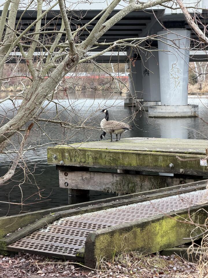 Photo of two Canada geese standing on a mossy dock over Lake Washington, beside the 520 highway bridge, framed by bare branches.