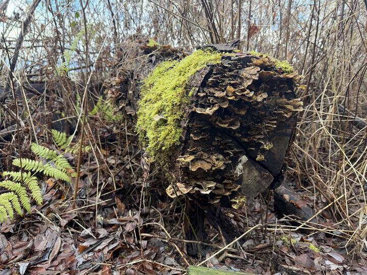Photo of the cut end of a fallen log covered in shelf fungi and green moss, nestled amongst ferns, leaf litter, and leafless brush.