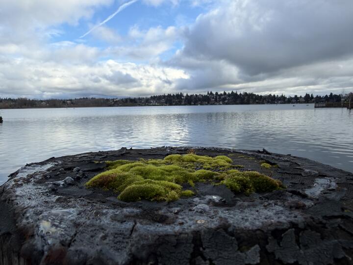 Photo of a calm Union Bay beneath a cloudy sky, a dark piling in the foreground topped by tufts of green moss and bubbles of tar.