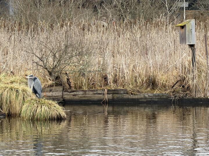 Photo of a heron perched on a grassy clump at the water's edge, opposite a weathered birdhouse on the right, tall reeds in the background.