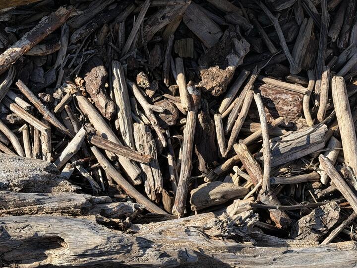 Close-up photo of sunlit driftwood splinters and bark fragments piled together, with a weathered log crossing the bottom edge.