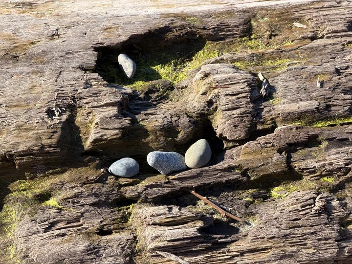 Weathered brown log with several hollows lined with bright moss; three smooth gray stones rest in a groove and another stone sits above in shadow.