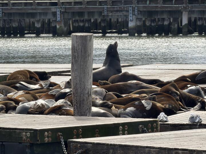 Several crowded docks covered in sleeping sea lions; one sits upright in the middle, mirroring a piling. A couple of gulls sleep towards the edge of the sea lion pile.