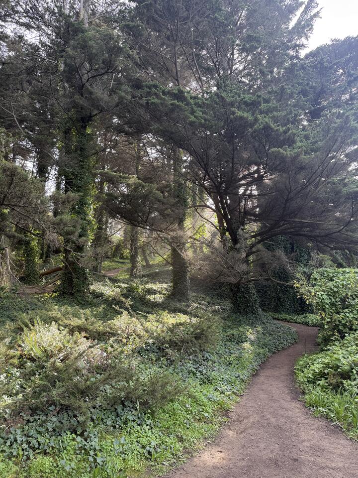 A photograph of a Lands End dirt footpath winding through a lush, sun-dappled woodland. Tall cypress and pine trees with twisted, ivy-wrapped trunks arch overhead. The ground is blanketed in English ivy, ferns, and other dense undergrowth in varying shades of green. Soft sunlight filters through the canopy, creating bright glowing patches along the path.
